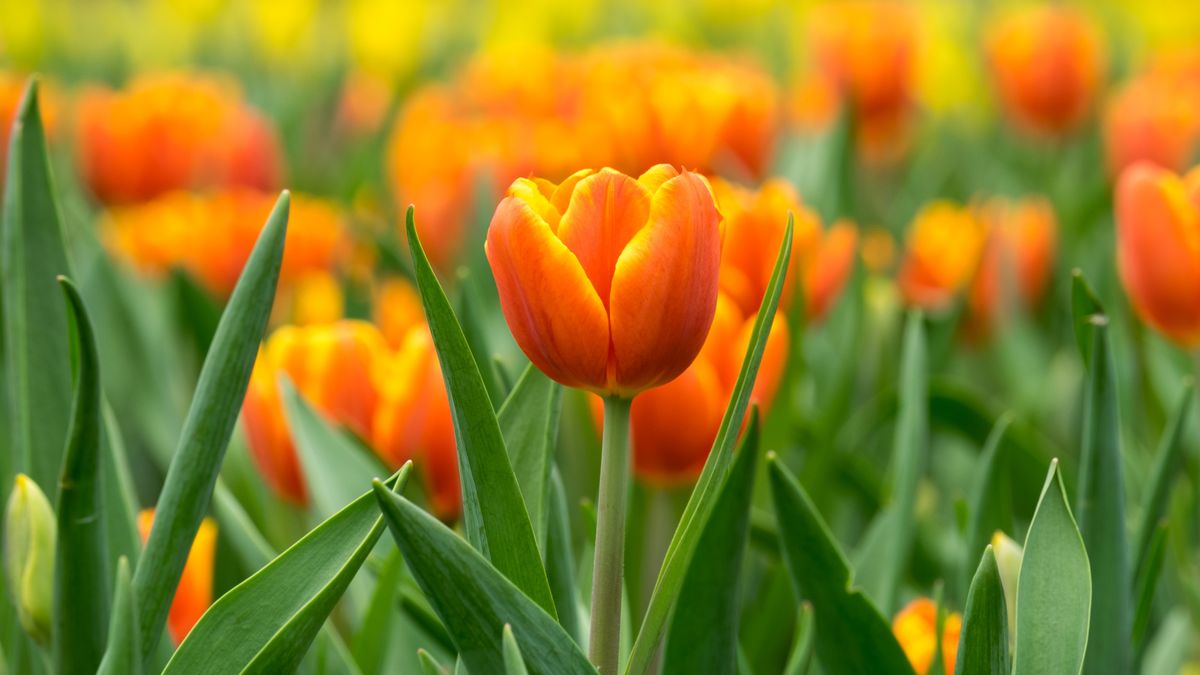 flower-meanings-orange-tulip-1671510677.jpg Publicacion - flower-meanings-orange-tulip-1671510677.jpg