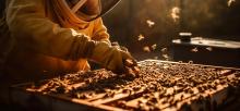 Apicultor vestido con traje de protección, trabajando en una colmena de abejas