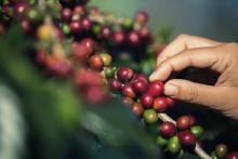 Recolectora de café recogiendo granos de café de Colombia
