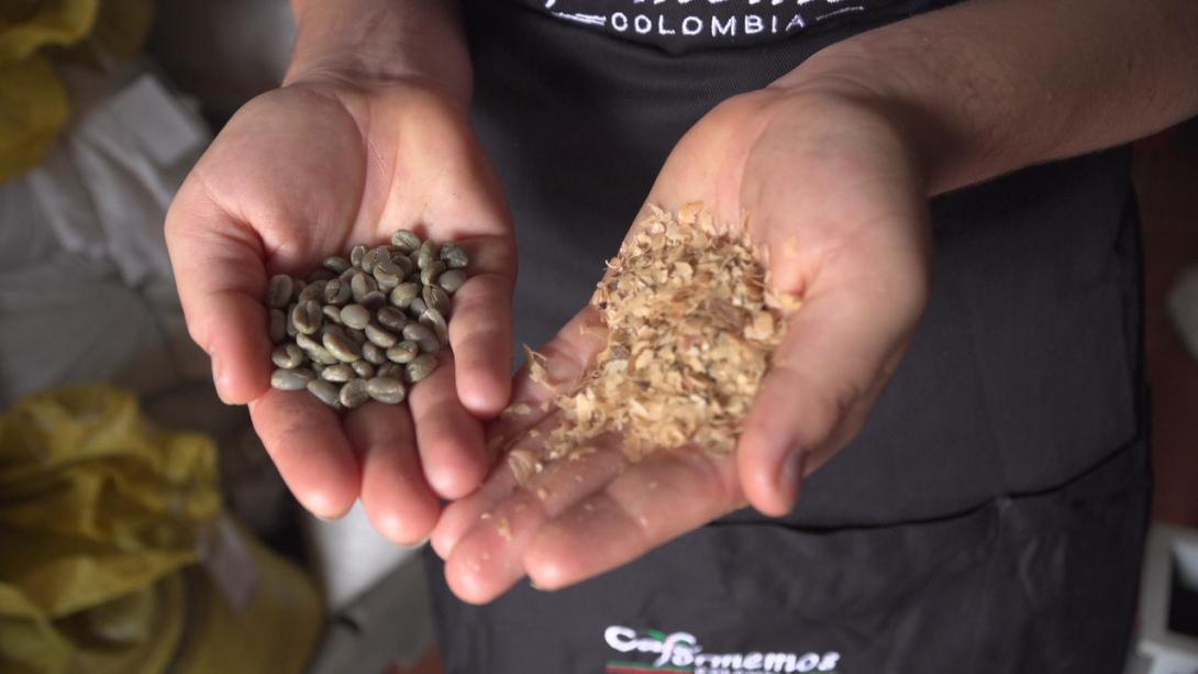 Granos de café trillados en seco